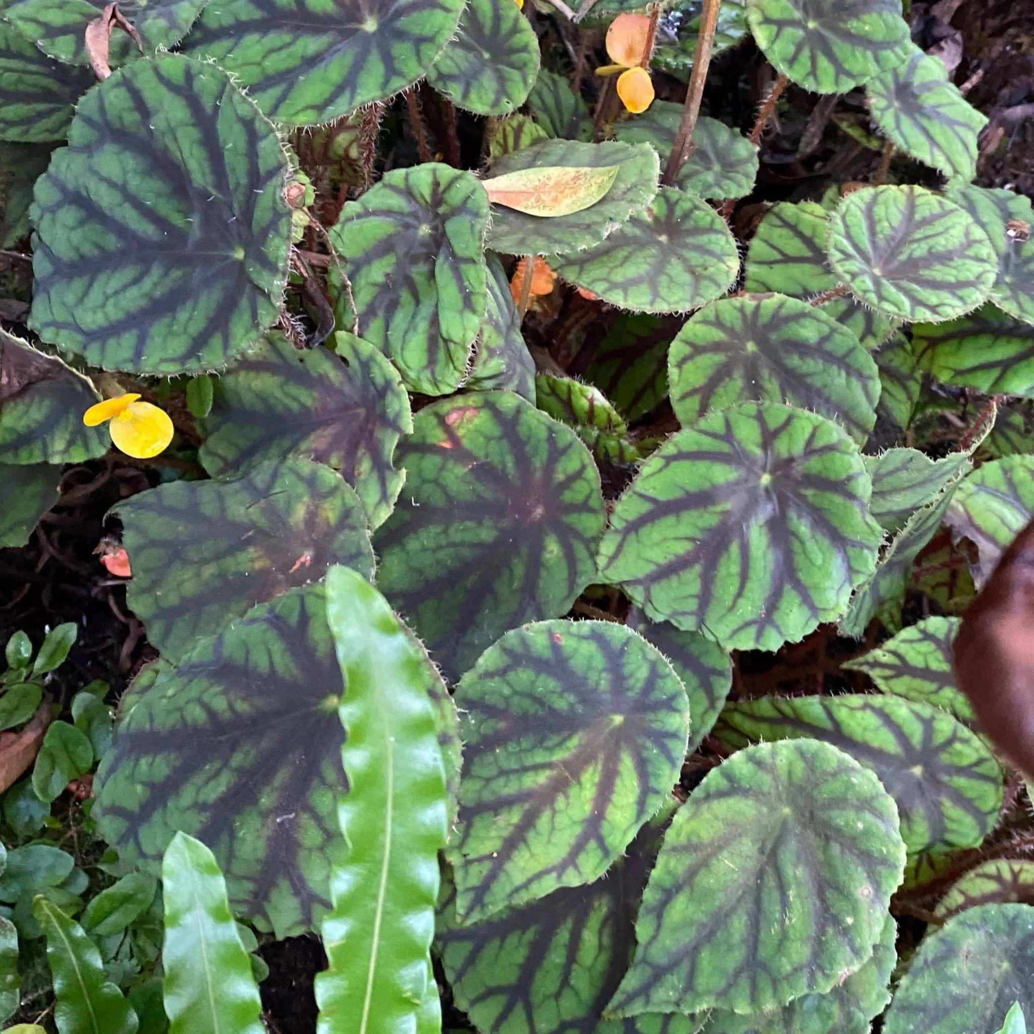 Begonia quadrialata ssp. nimbanensis 大森食虫植物農園