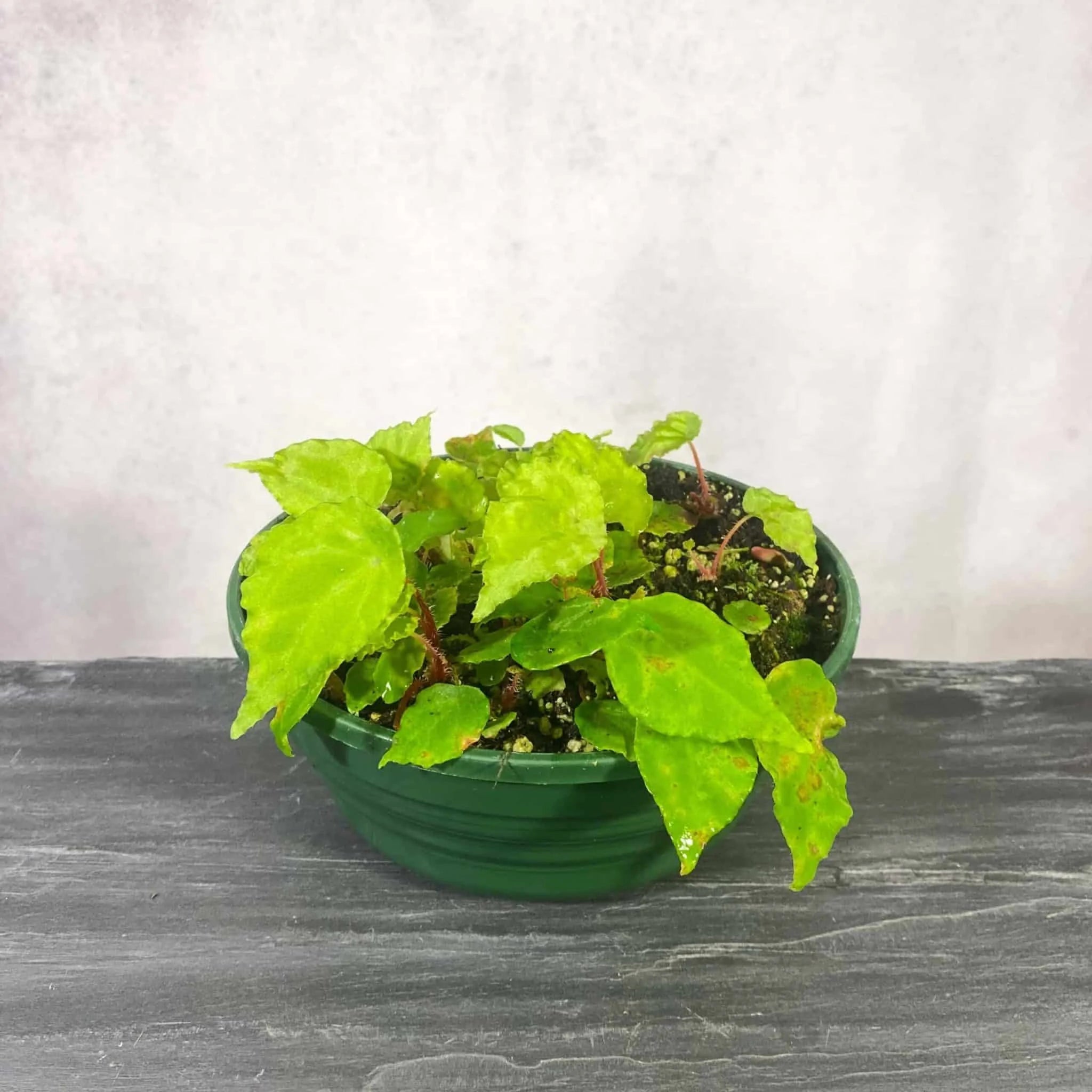 Begonia scutifolia 大森食虫植物農園