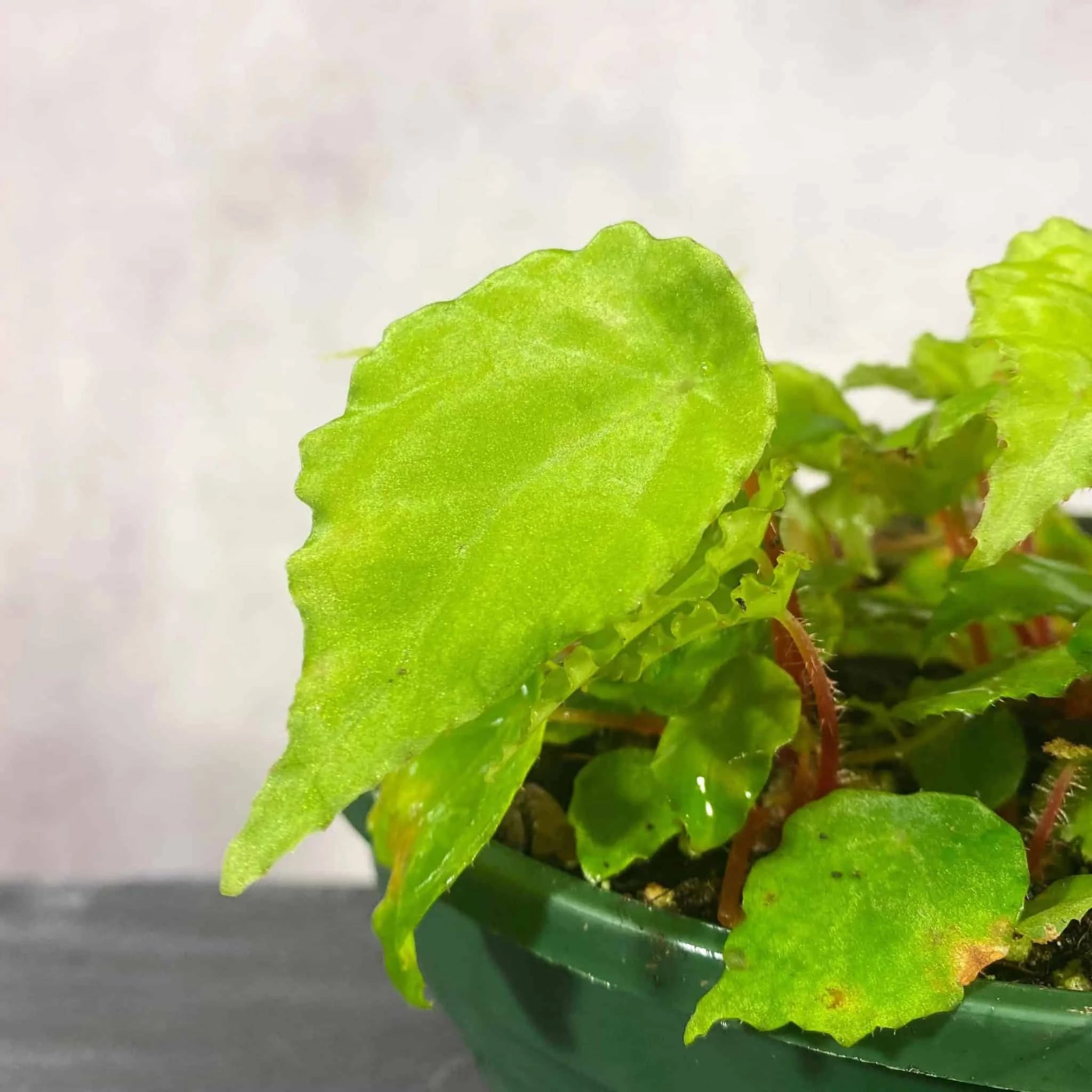 Begonia scutifolia 大森食虫植物農園