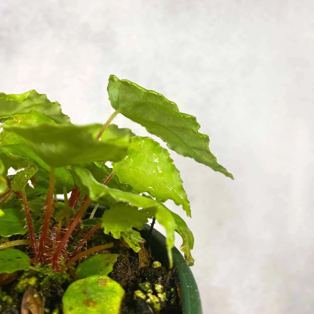 Begonia scutifolia 大森食虫植物農園