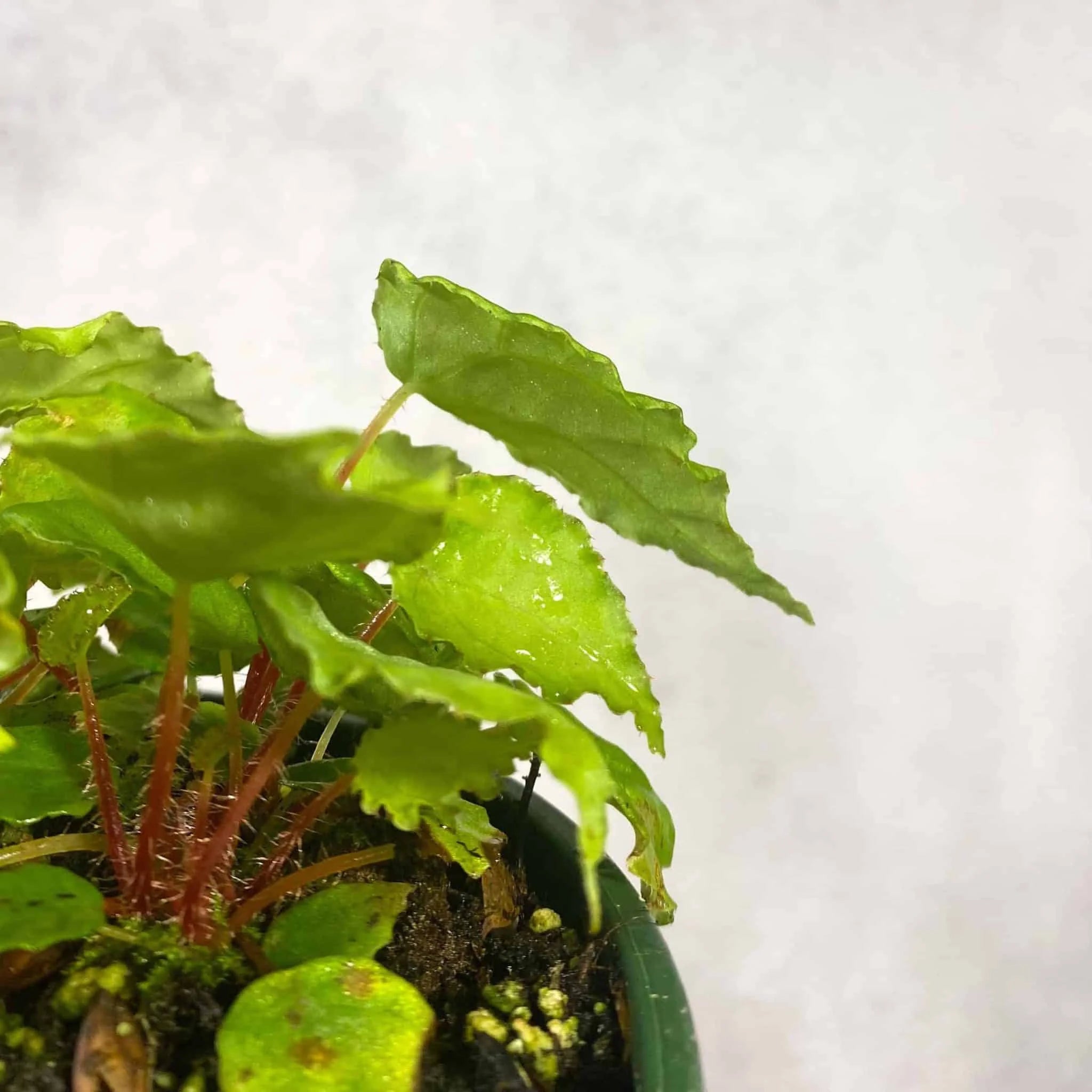 Begonia scutifolia 大森食虫植物農園