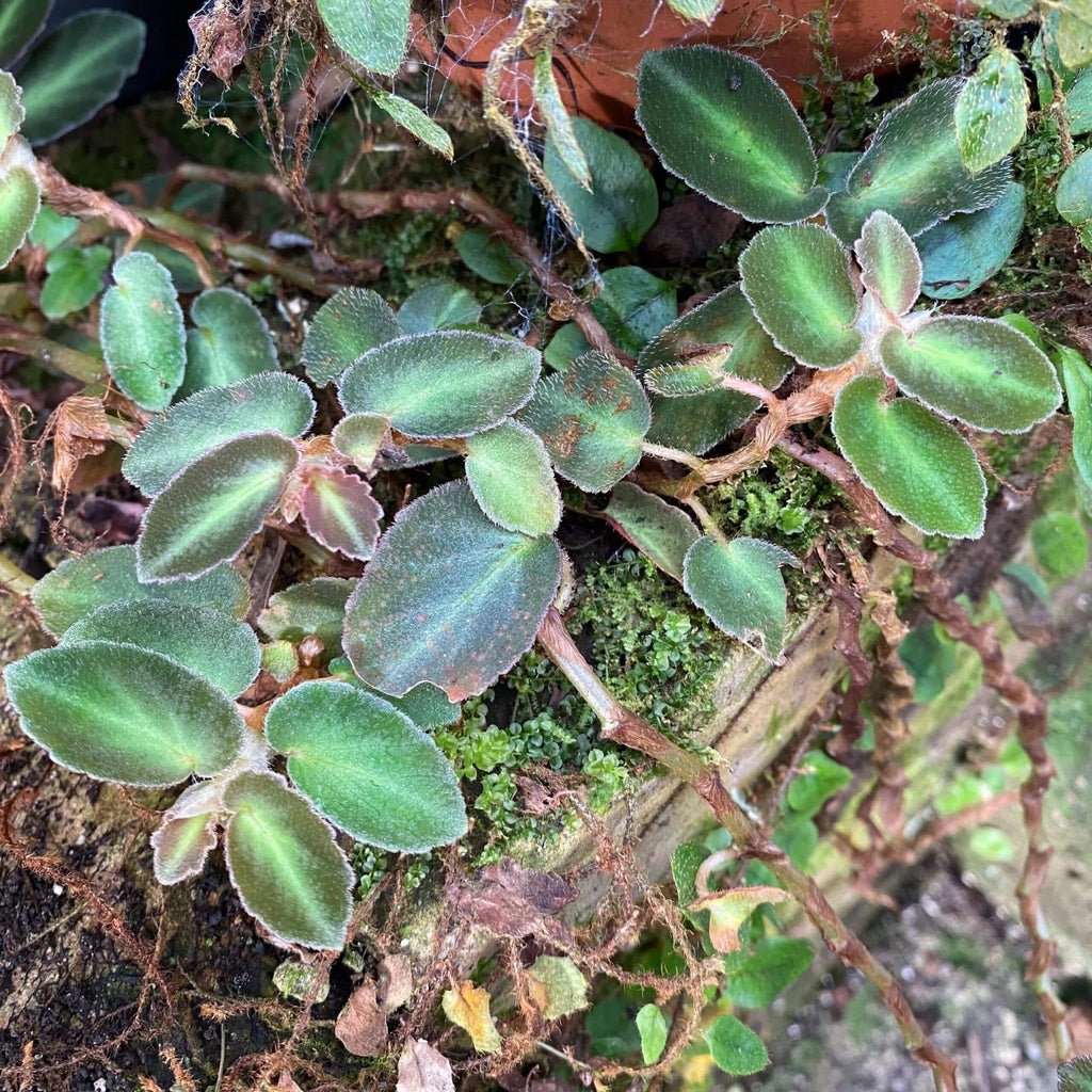 Begonia thelmae 大森食虫植物農園