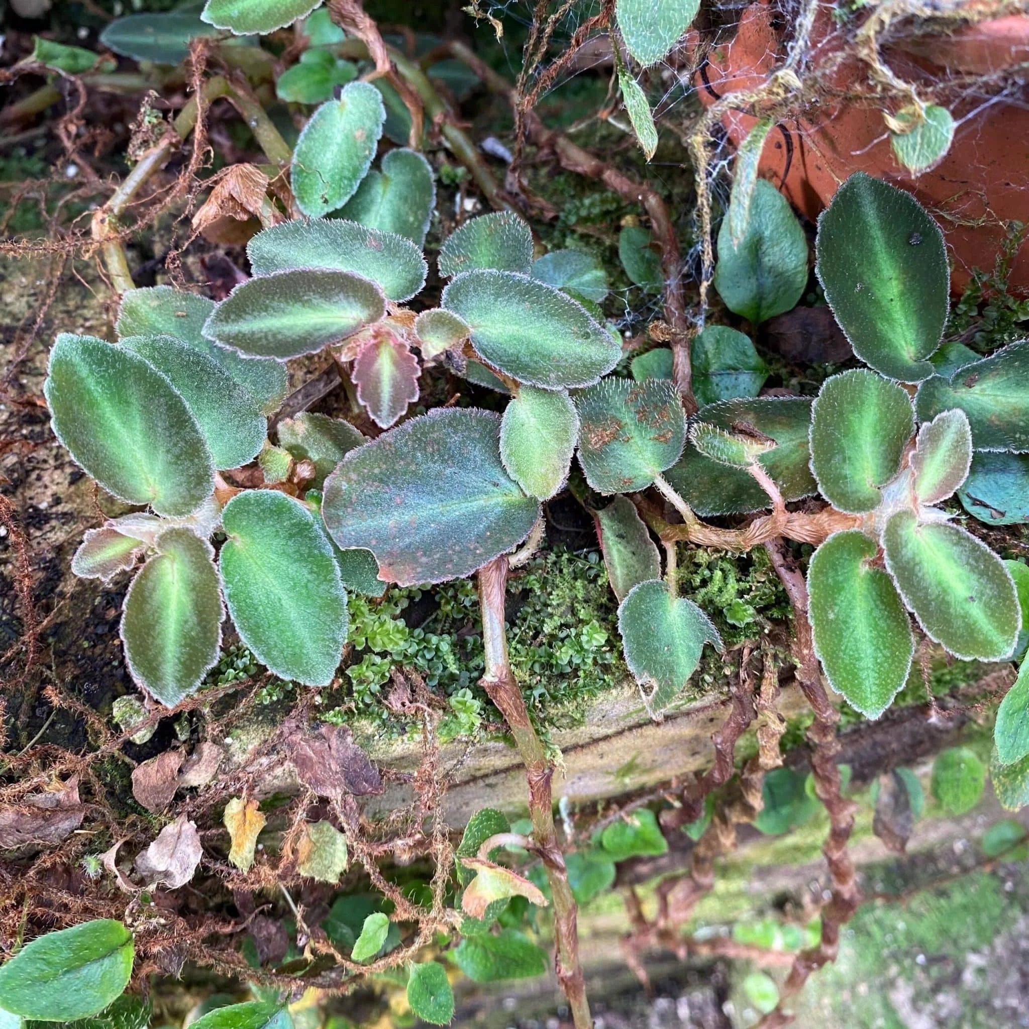 Begonia thelmae 大森食虫植物農園