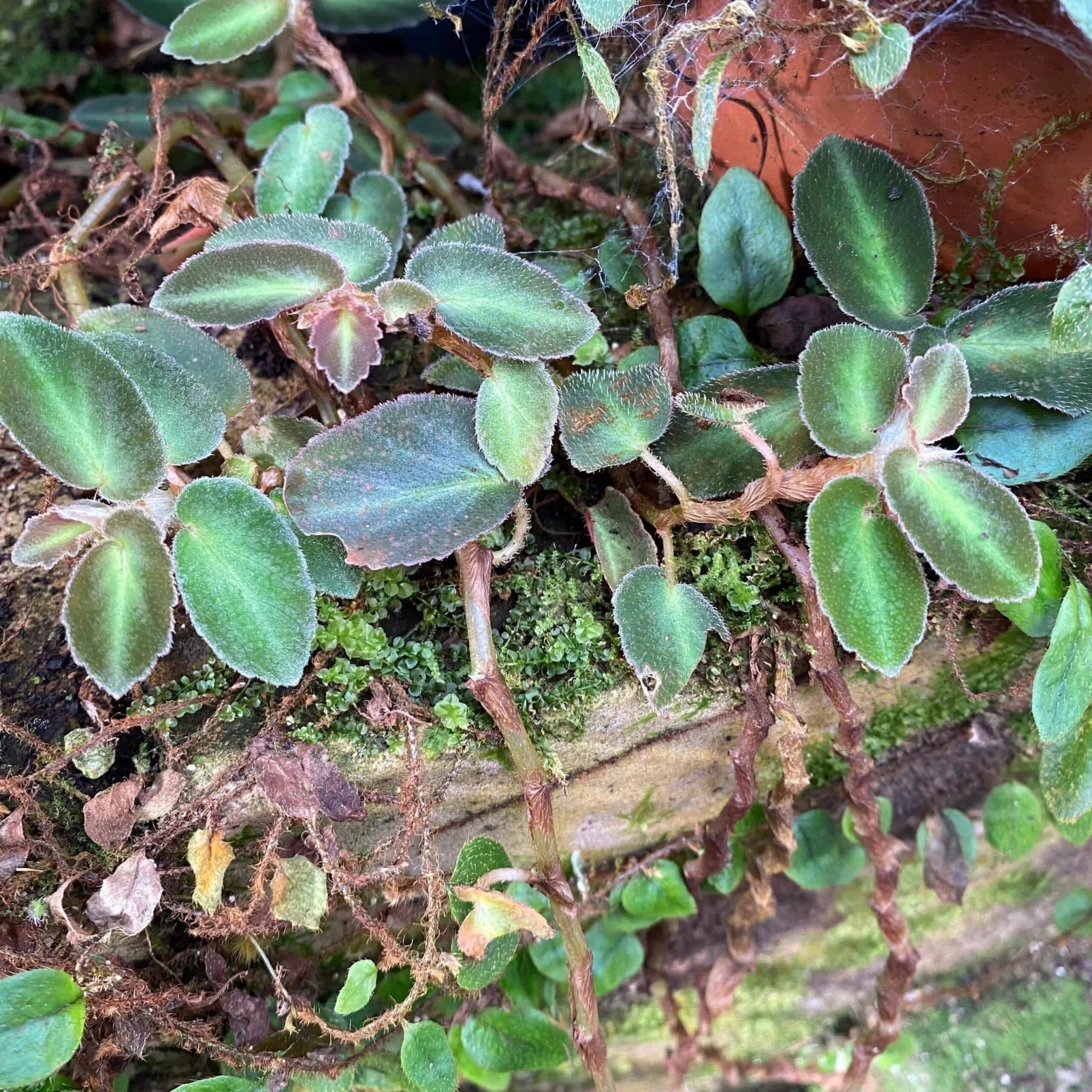 Begonia thelmae 大森食虫植物農園