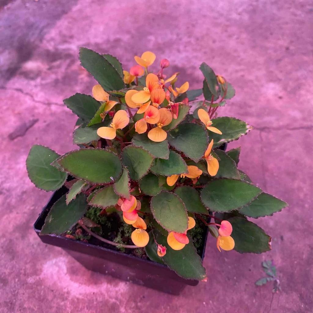 Begonia vankerkhovenii 大森食虫植物農園
