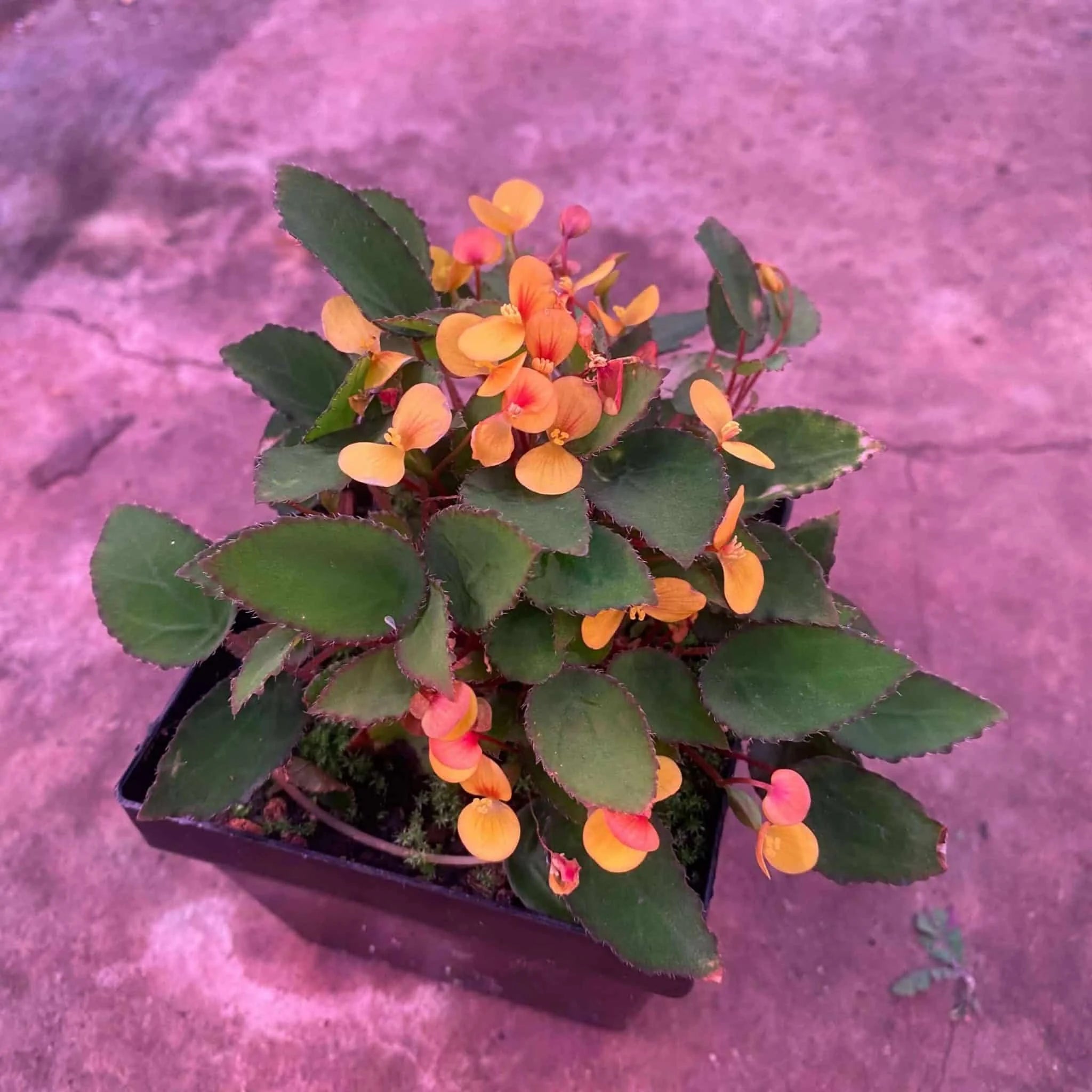 Begonia vankerkhovenii 大森食虫植物農園