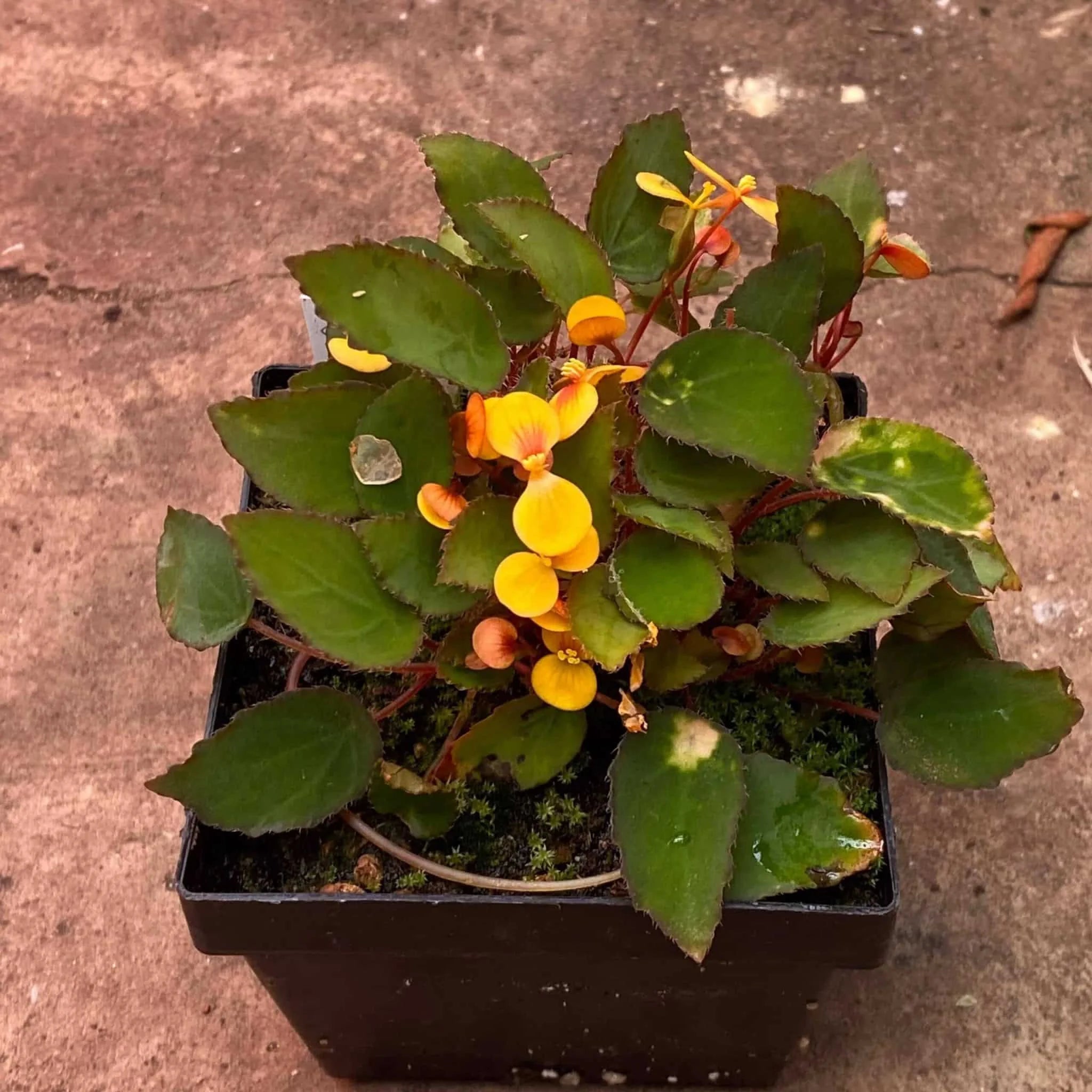 Begonia vankerkhovenii 大森食虫植物農園