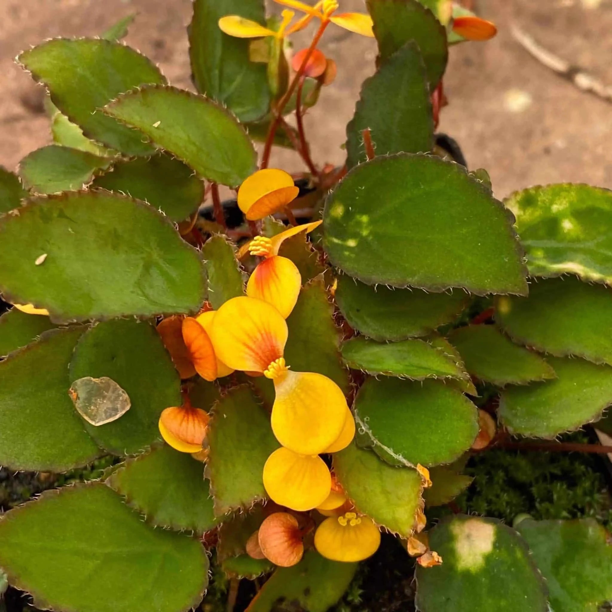 Begonia vankerkhovenii 大森食虫植物農園