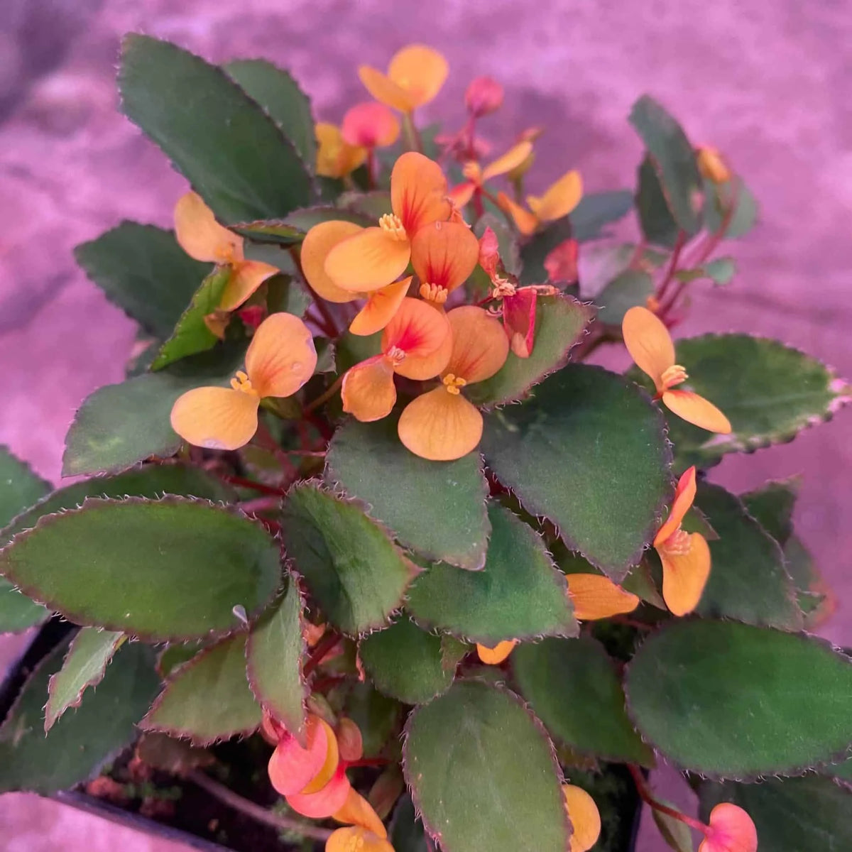 Begonia vankerkhovenii 大森食虫植物農園