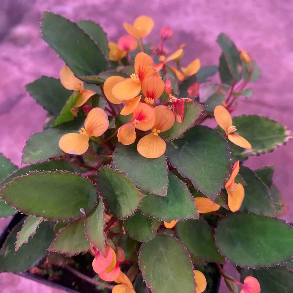 Begonia vankerkhovenii 大森食虫植物農園