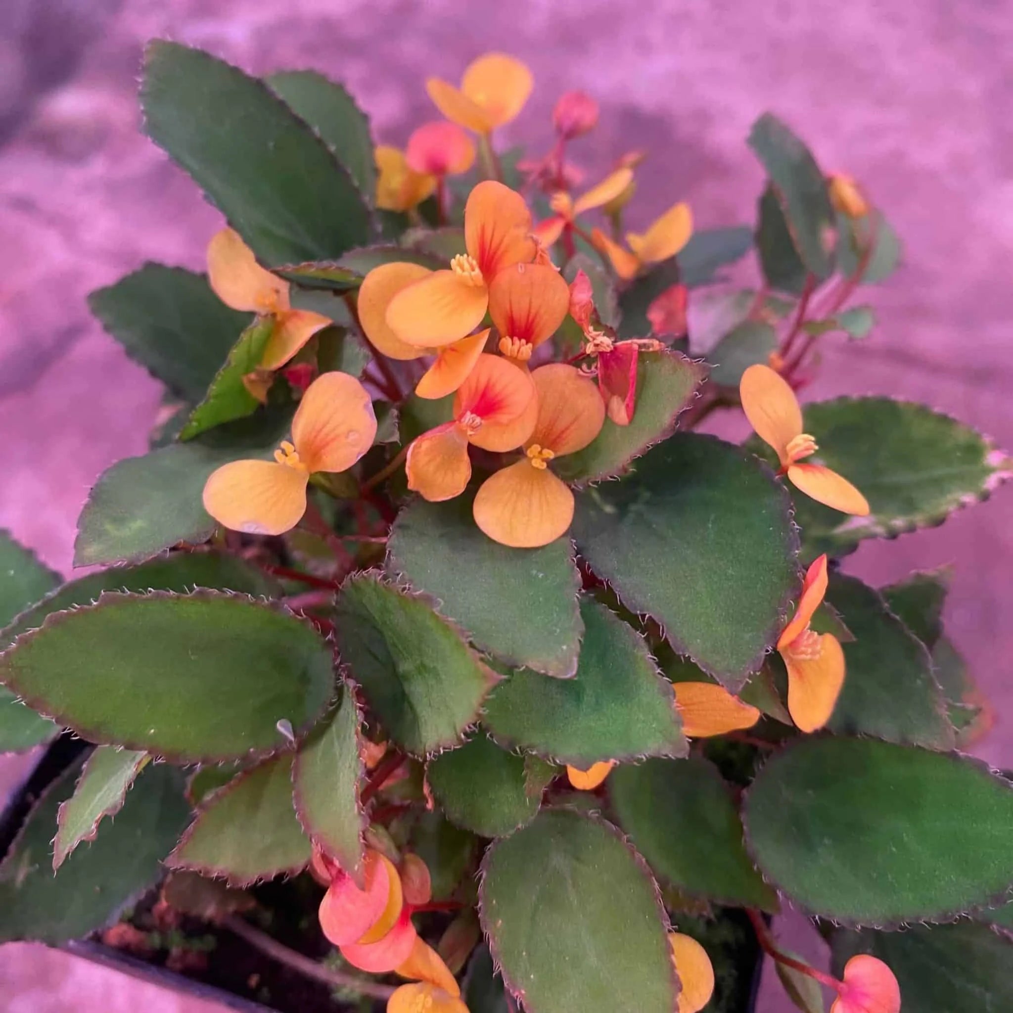 Begonia vankerkhovenii 大森食虫植物農園