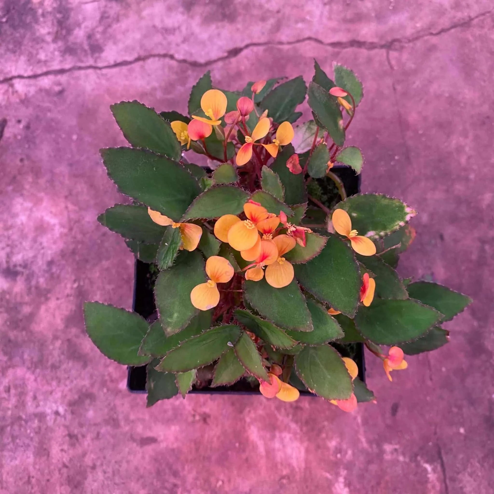 Begonia vankerkhovenii 大森食虫植物農園