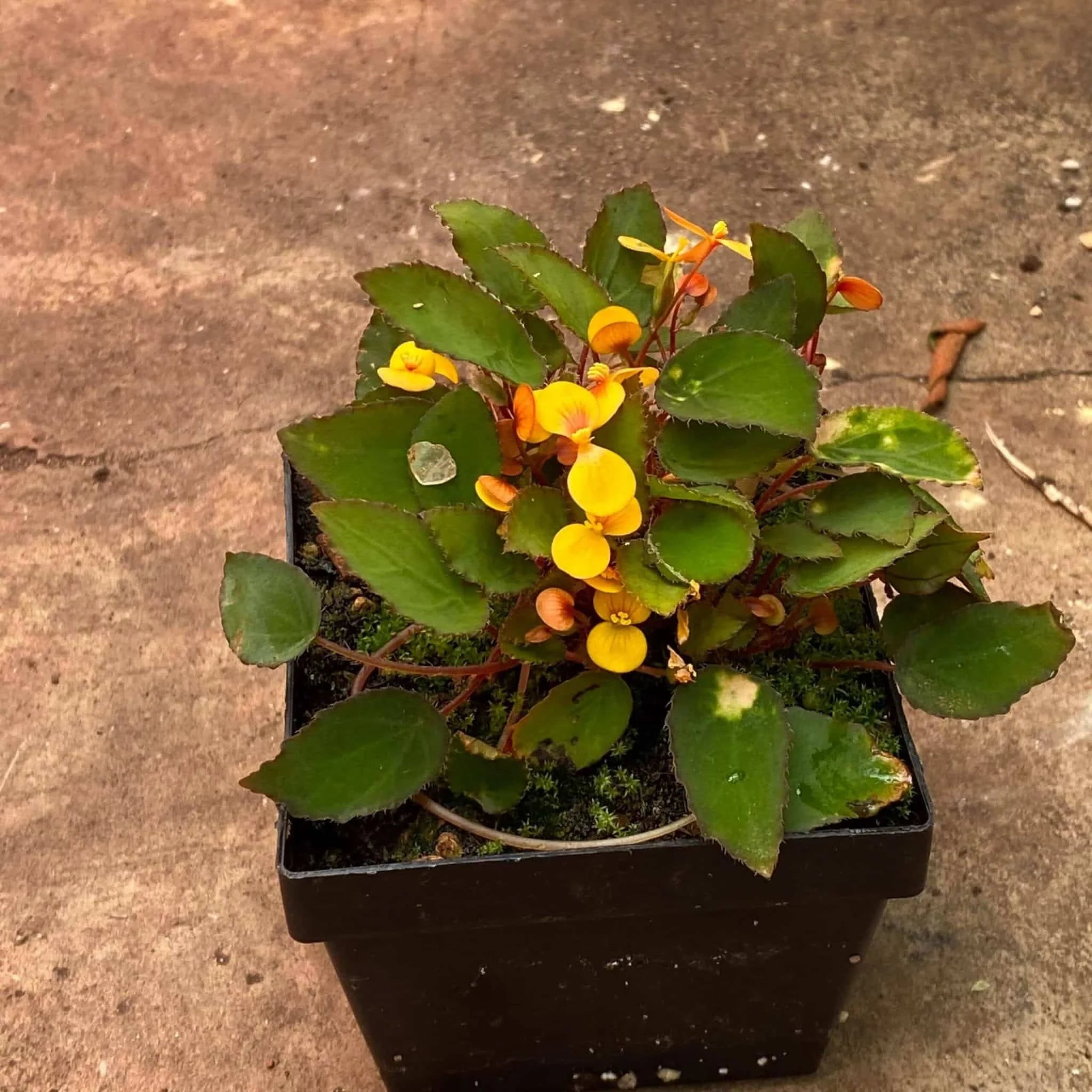 Begonia vankerkhovenii 大森食虫植物農園
