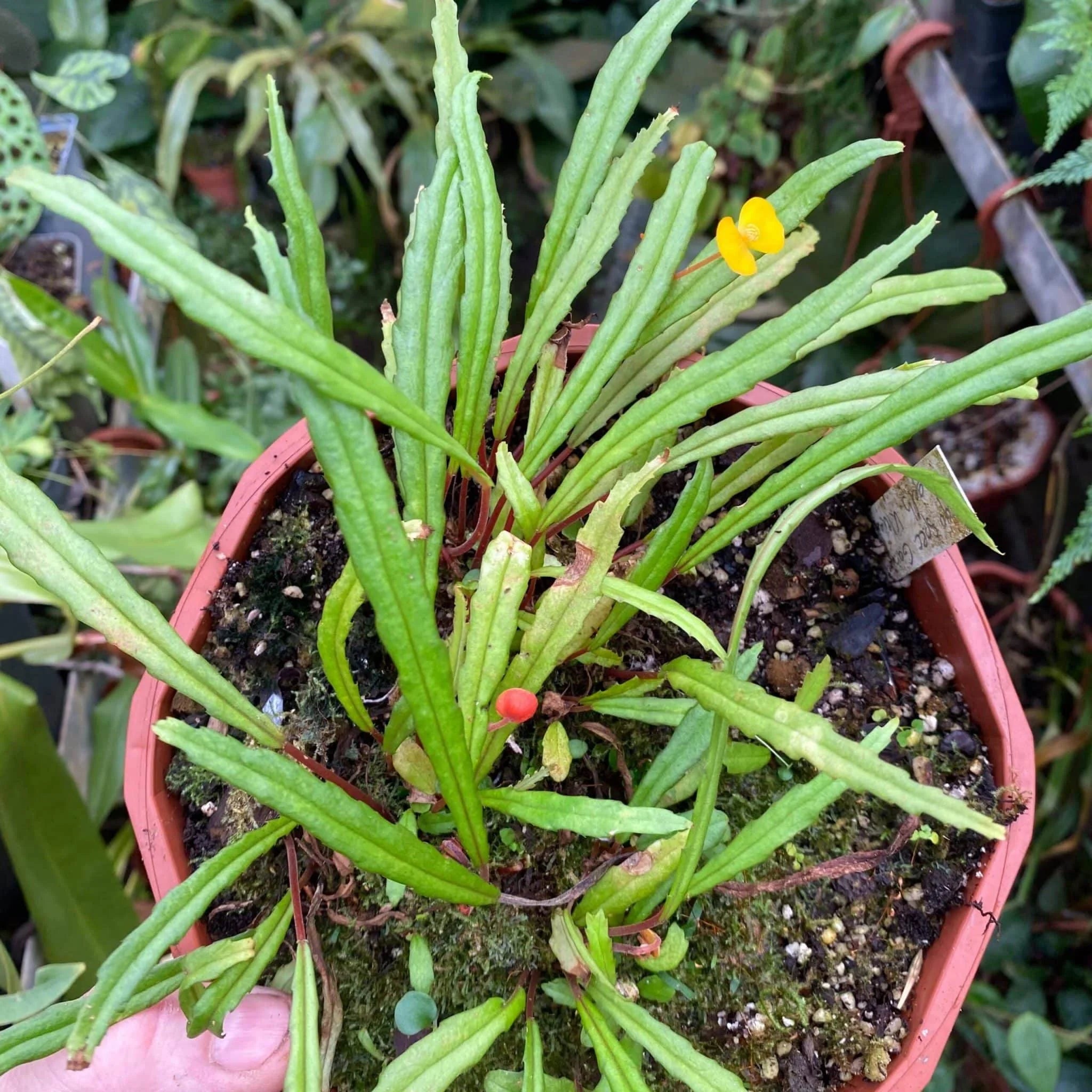 Begonia vittariifolia 大森食虫植物農園