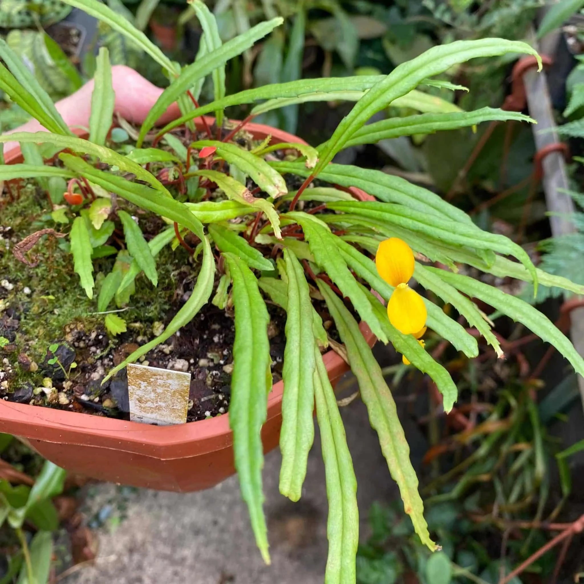 Begonia vittariifolia 大森食虫植物農園