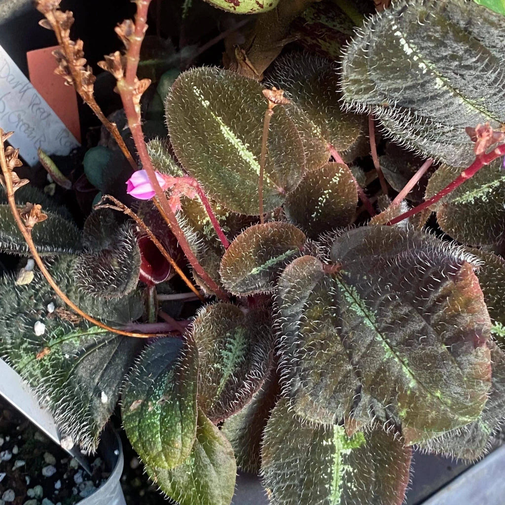 Bertolonia maculata, South America 大森食虫植物農園
