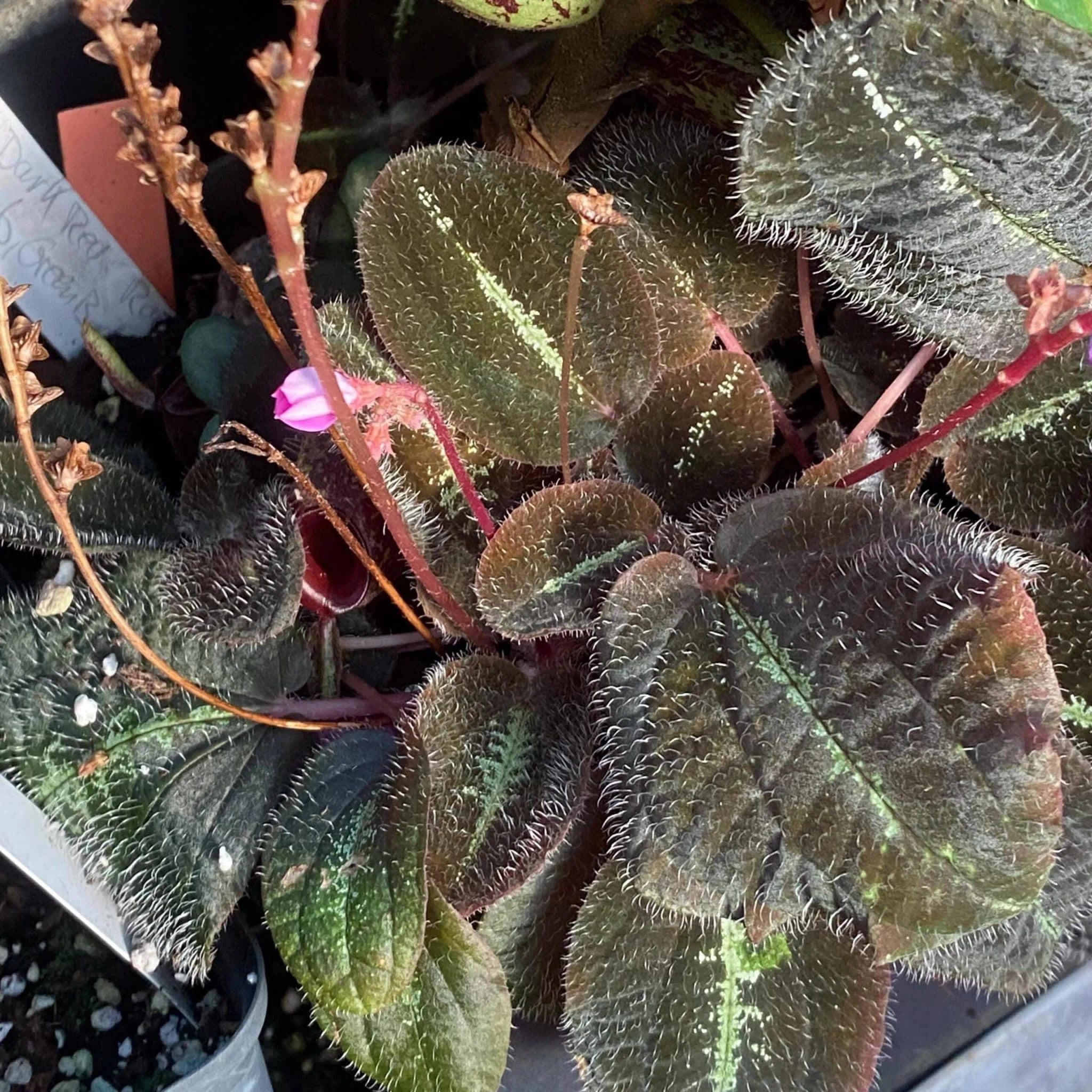 Bertolonia maculata, South America 大森食虫植物農園