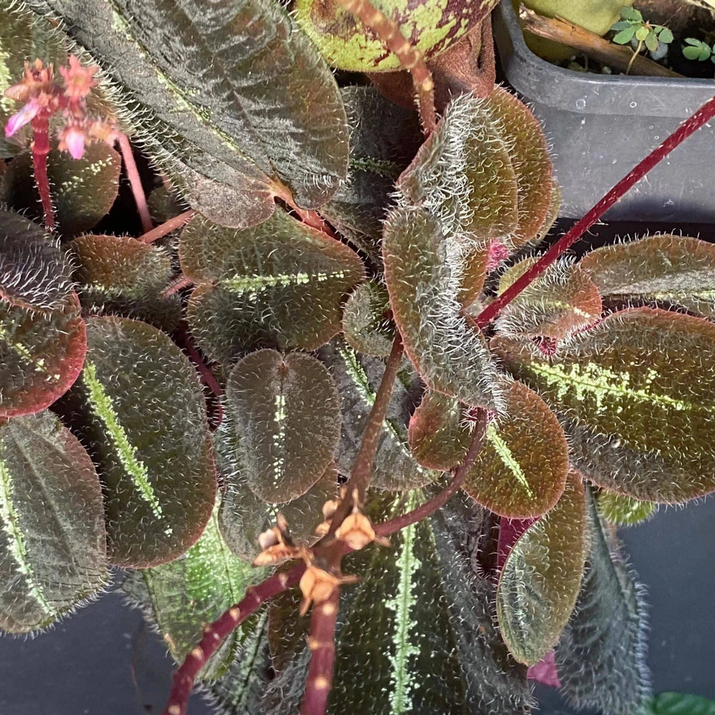 Bertolonia maculata, South America 大森食虫植物農園