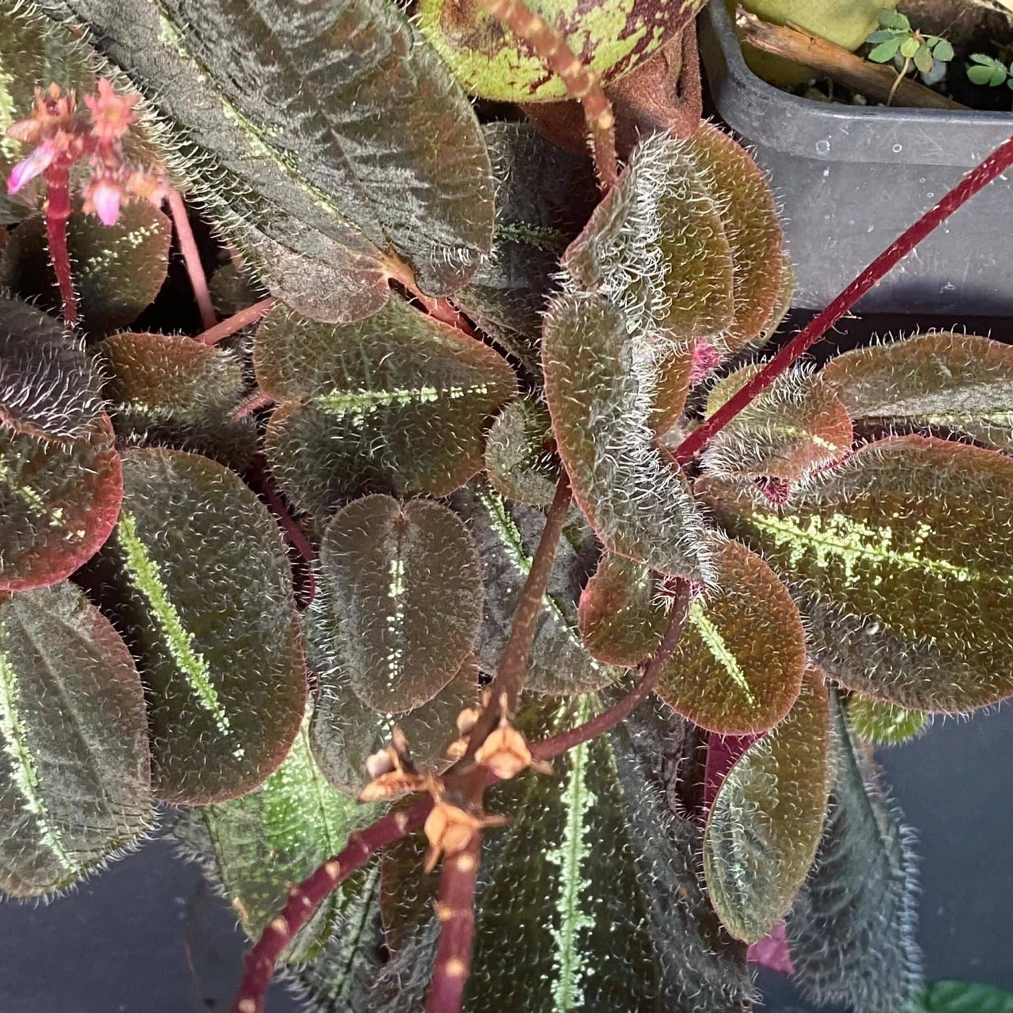Bertolonia maculata, South America 大森食虫植物農園