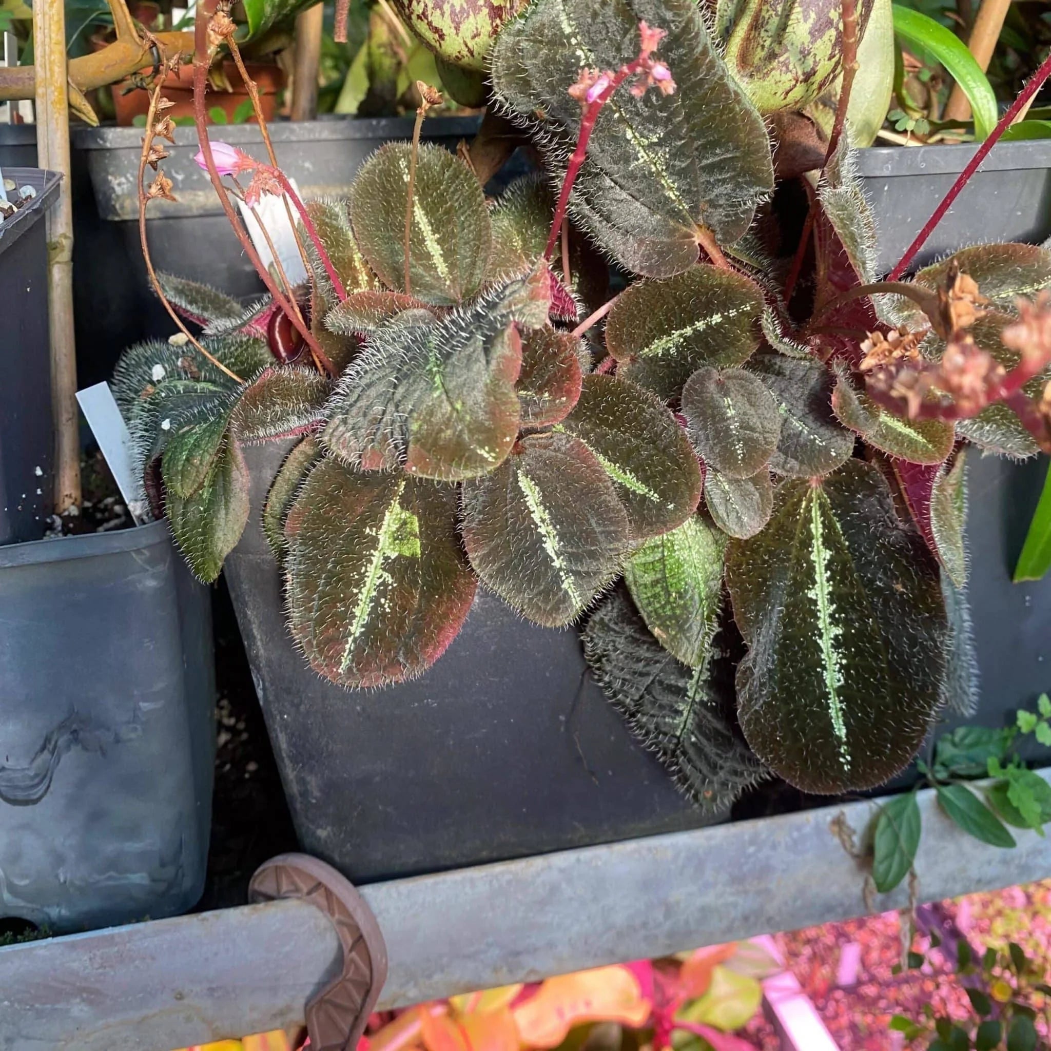 Bertolonia maculata, South America 大森食虫植物農園