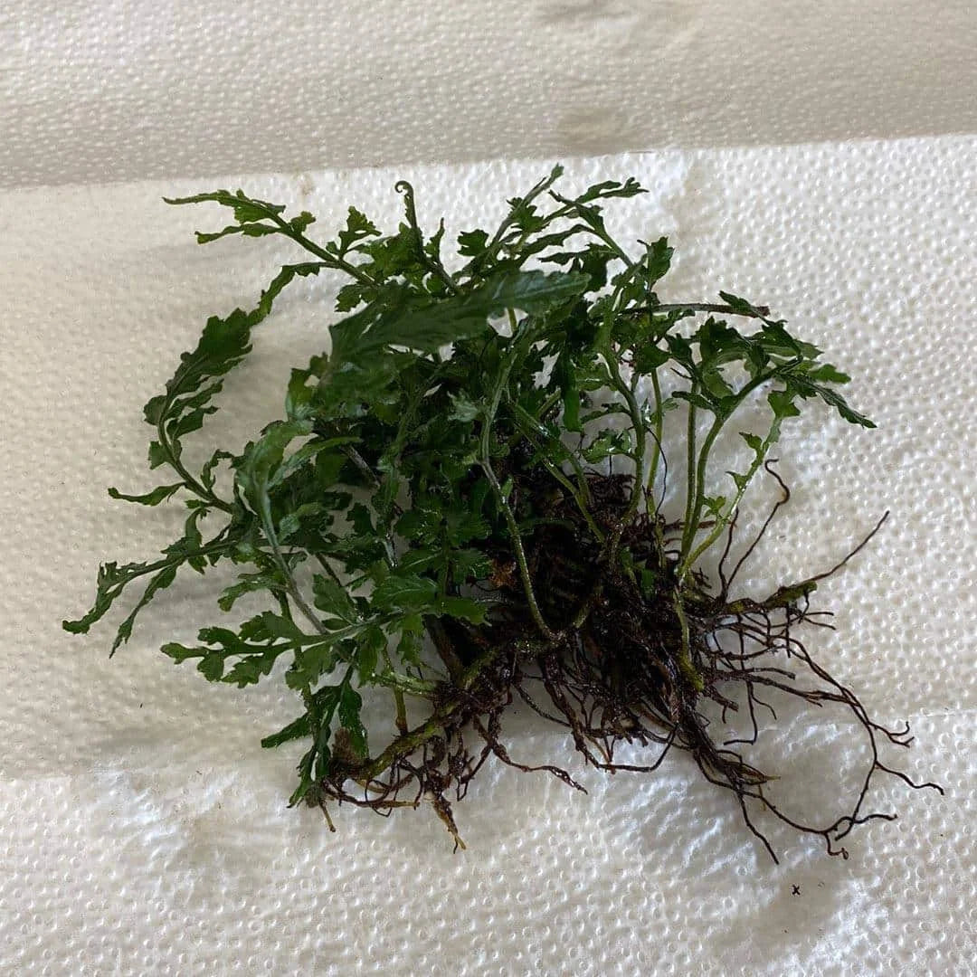 Bolbitis heteroclita „Difformis“ 大森食虫植物農園