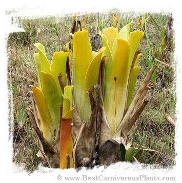 Brocchinia hechtioides {Gran Sabana, Venezuela, different clones} [BCP ID# 991] / 1株の苗, サイズ 5-15 cm 大森食虫植物農園