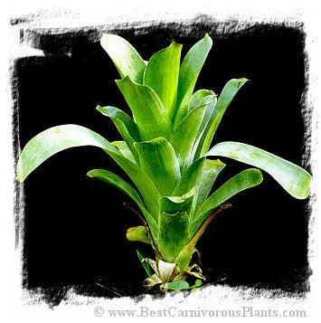 Brocchinia hechtioides {divisions from collection plants, Gran Sabana, Venezuela} / 1株の苗, サイズ 5-10 cm 大森食虫植物農園