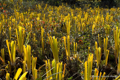 Brocchinia reducta 大森食虫植物農園