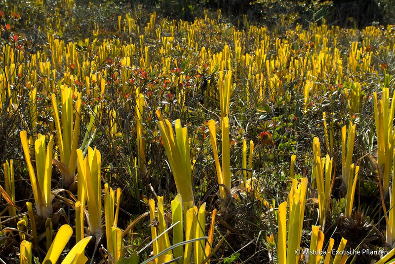 Brocchinia reducta 大森食虫植物農園