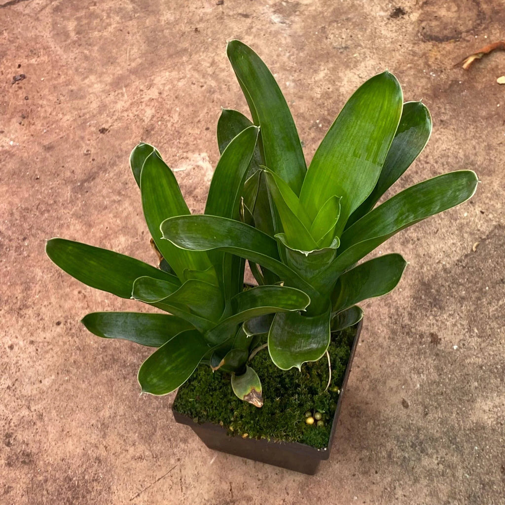 Brocchinia reducta 大森食虫植物農園