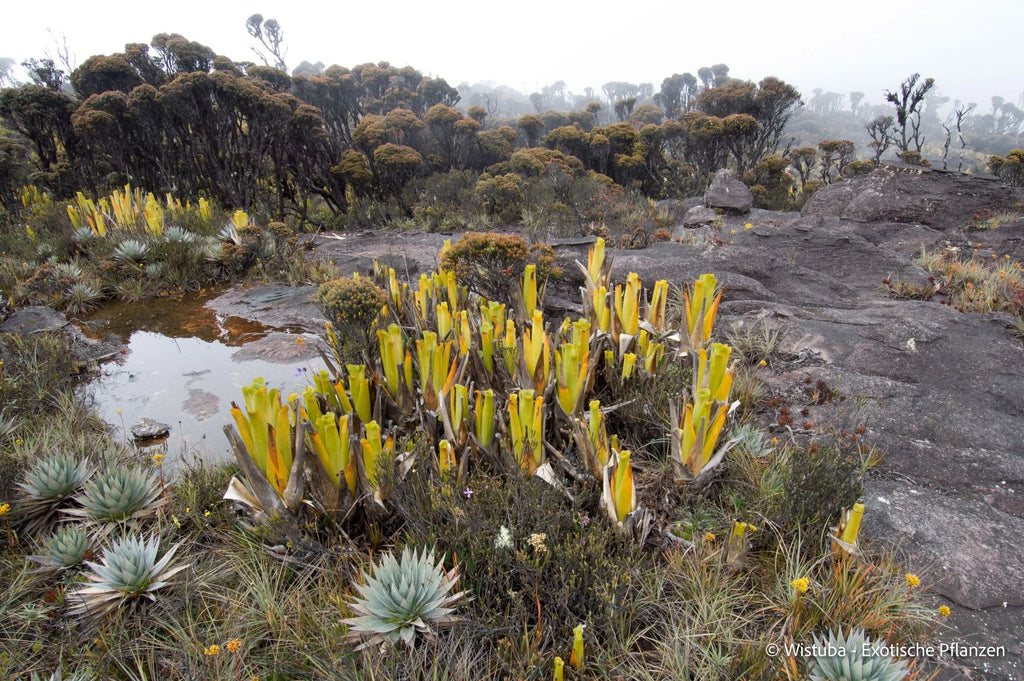 Brocchinia reducta 大森食虫植物農園