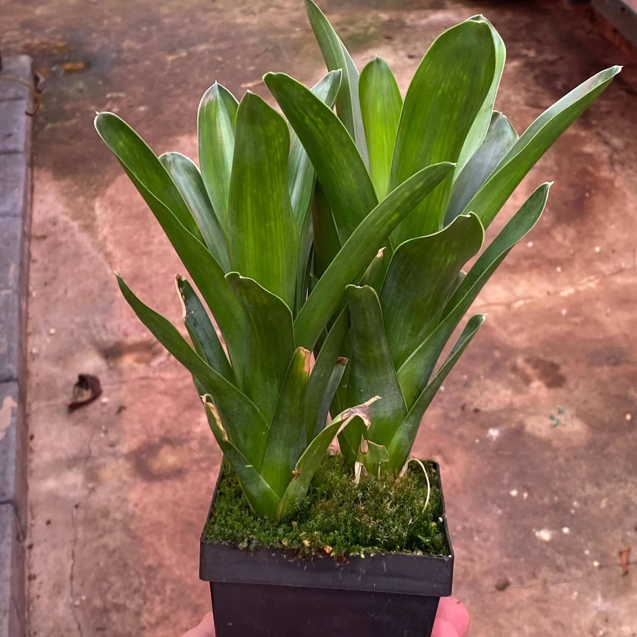 Brocchinia reducta 大森食虫植物農園