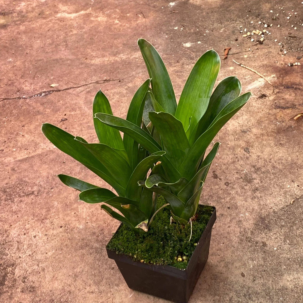 Brocchinia reducta 大森食虫植物農園