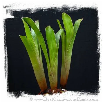 Brocchinia reducta {France strain, clone # 1, 2} / 1株の苗, サイズ 5-10 cm 大森食虫植物農園