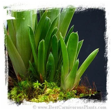 Brocchinia reducta {France strain, clone # 1, 2} / 1株の苗, サイズ 5-10 cm 大森食虫植物農園