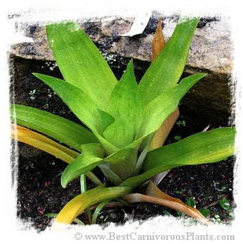 Brocchinia tatei / サイズ 20-30 cm 大森食虫植物農園