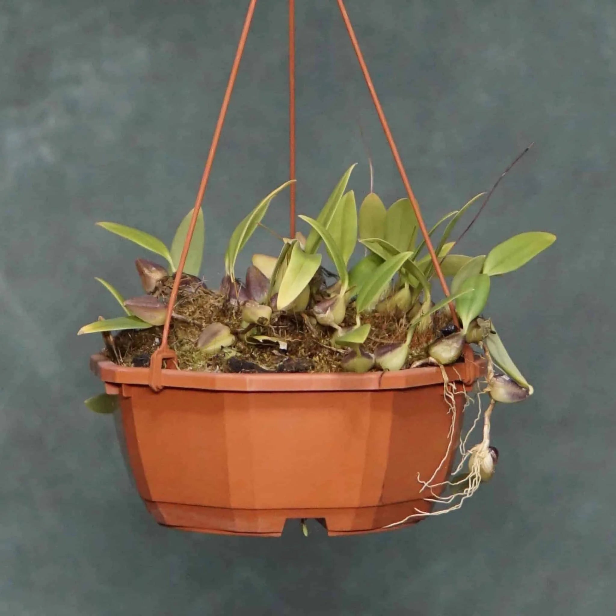 Bulbophyllum quadrangulare 大森食虫植物農園