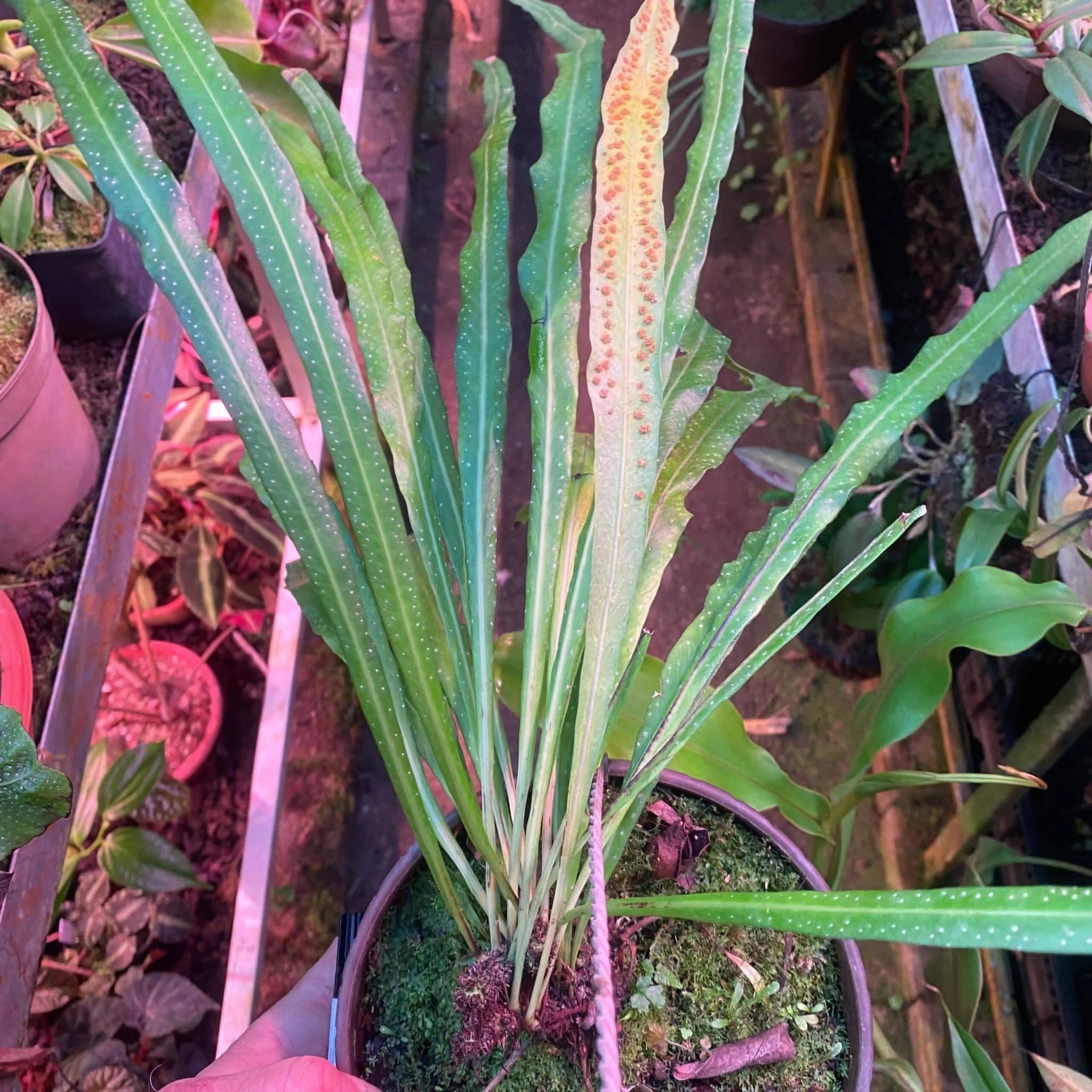 Campyloneurum angustifolium 大森食虫植物農園