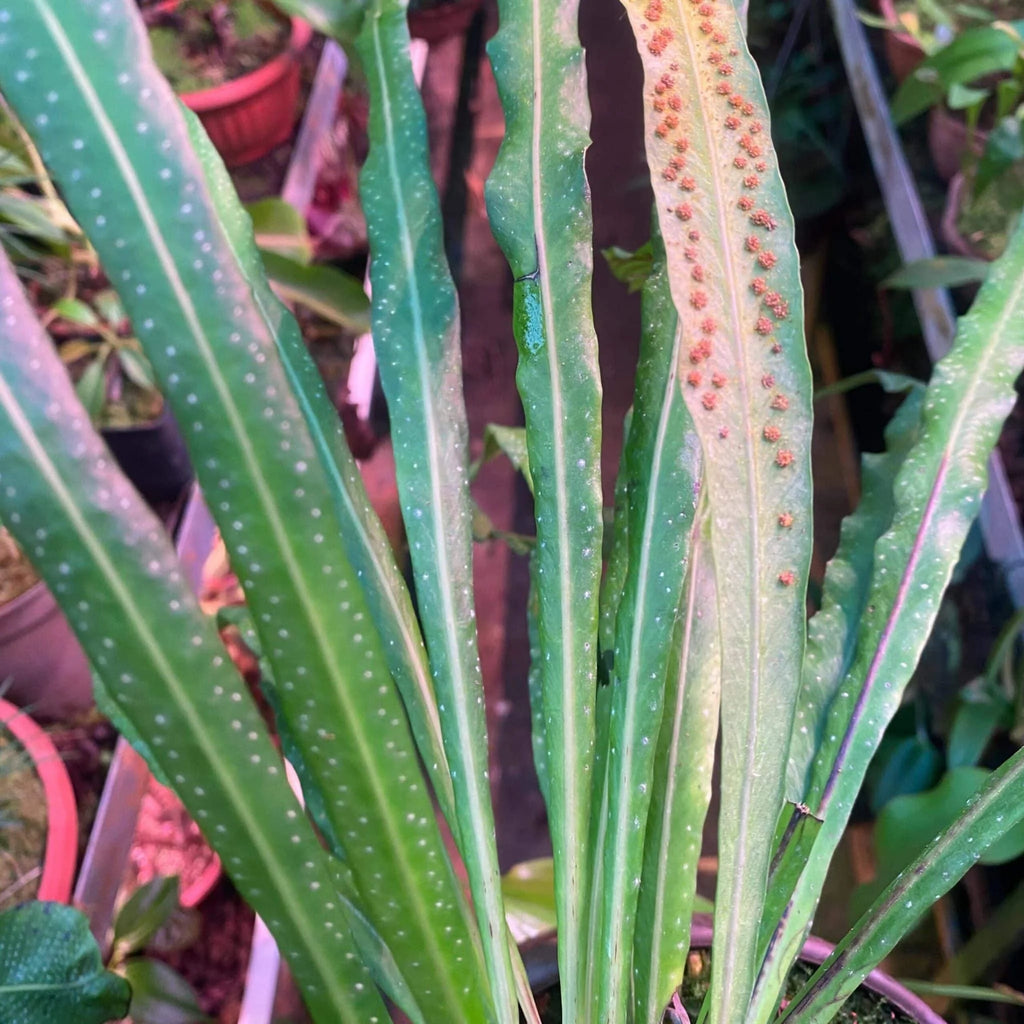 Campyloneurum angustifolium 大森食虫植物農園