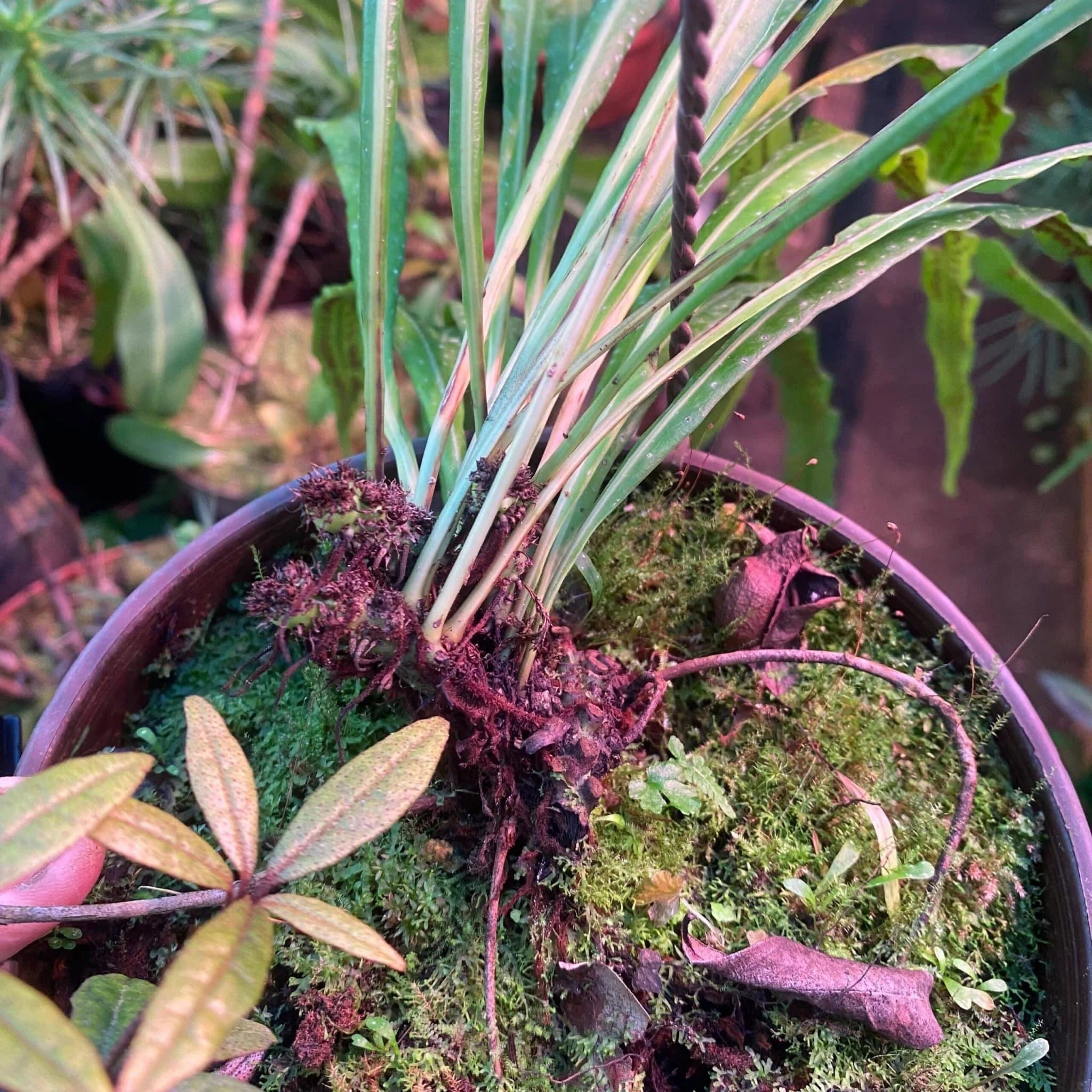 Campyloneurum angustifolium 大森食虫植物農園