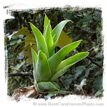 Catopsis berteroniana {Vinales, San Vincente, Cuba} [BCP ID# 1603] / 1株の苗, 4-10 cm 大森食虫植物農園