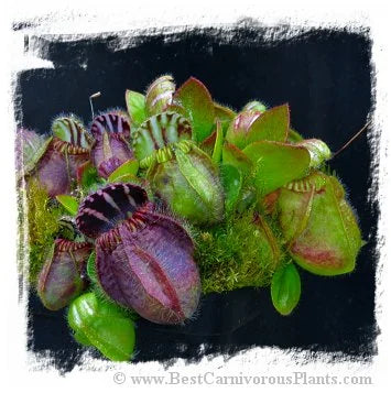 Cephalotus follicularis {BCP very dark in winter clone} [BCP ID# 04 /01] / 1塊の苗, サイズ 0.5-2 cm 大森食虫植物農園