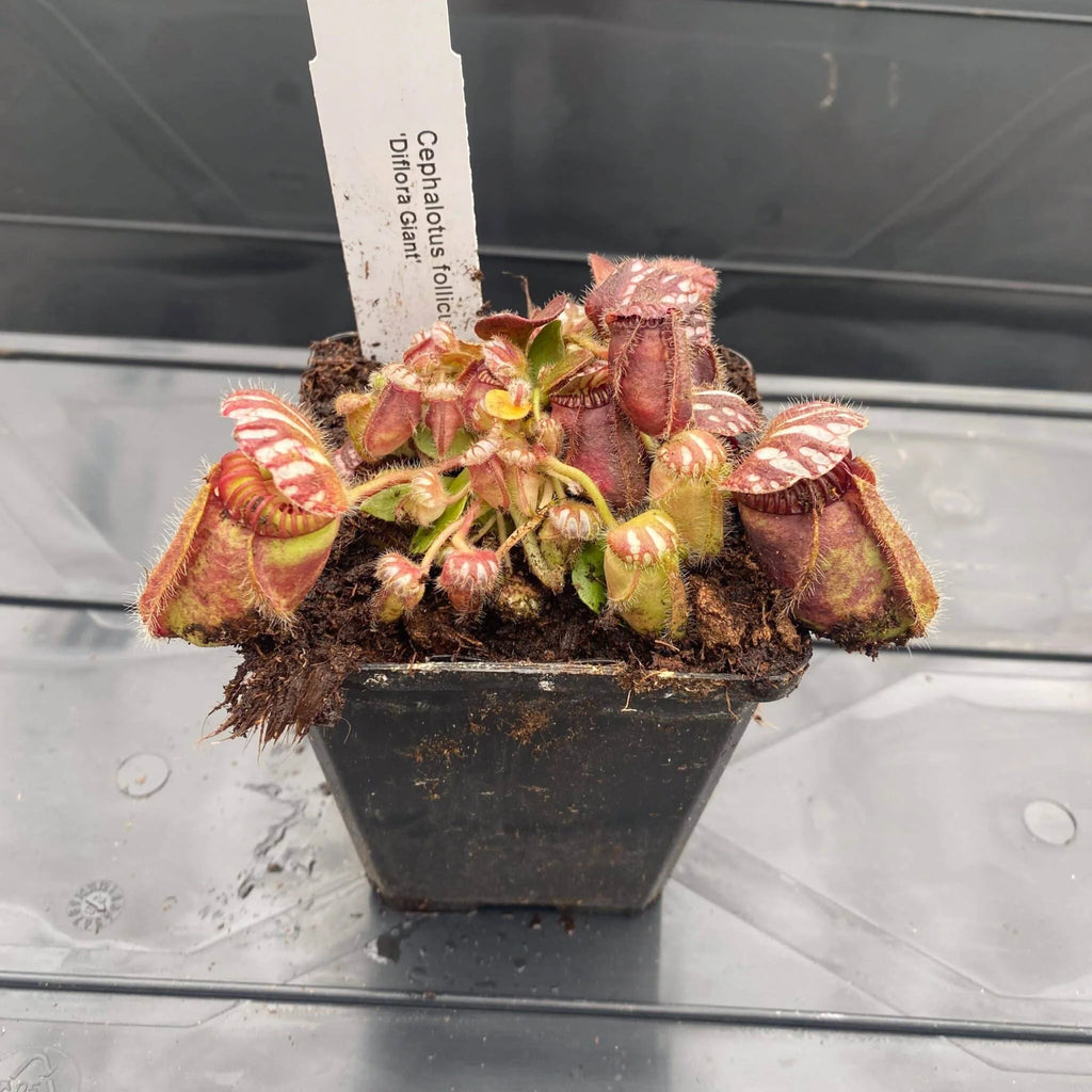 Cephalotus follicularis „Diflora Giant“ 大森食虫植物農園