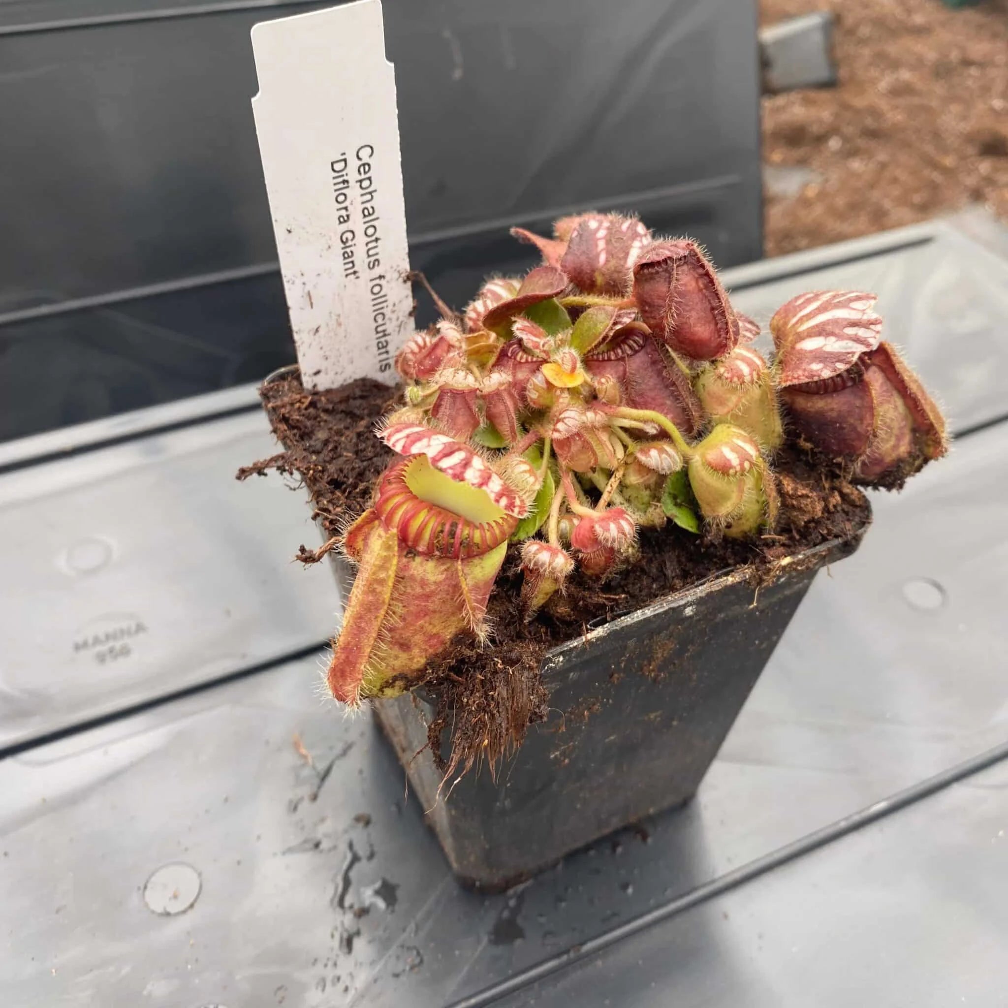 Cephalotus follicularis „Diflora Giant“ 大森食虫植物農園