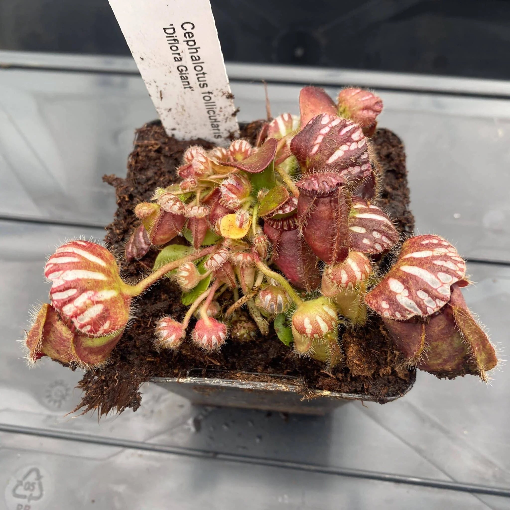 Cephalotus follicularis „Diflora Giant“ 大森食虫植物農園