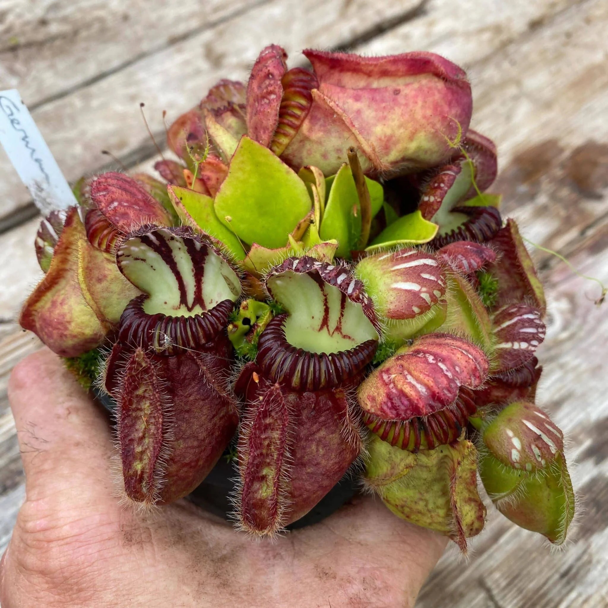 Cephalotus follicularis „German Giant“, seedgrown 大森食虫植物農園