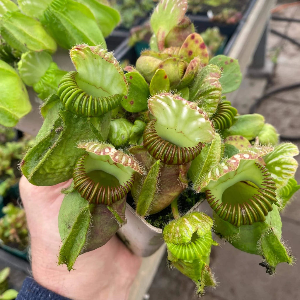 Cephalotus follicularis „German Giant“, H. Weiner original clone 大森食虫植物農園