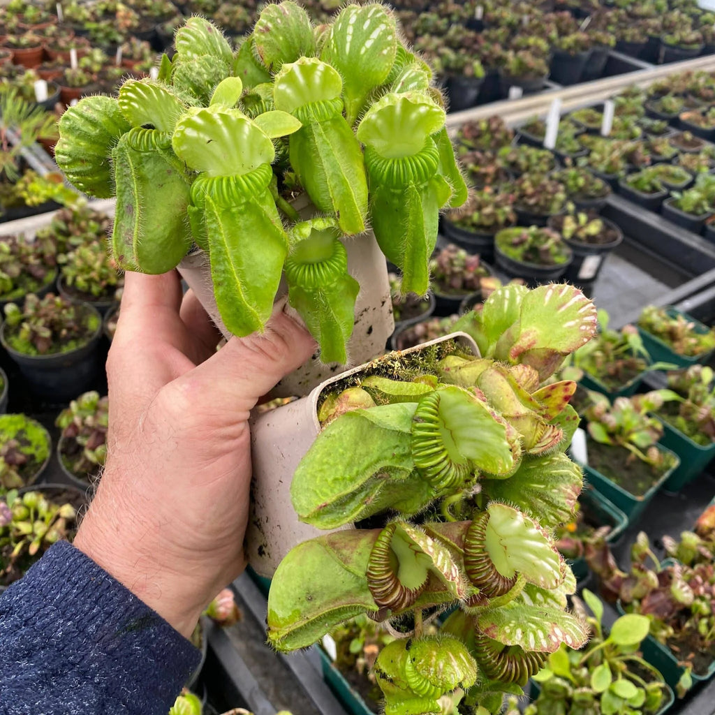 Cephalotus follicularis “German Giant“, H. Weiner original clone 大森食虫植物農園