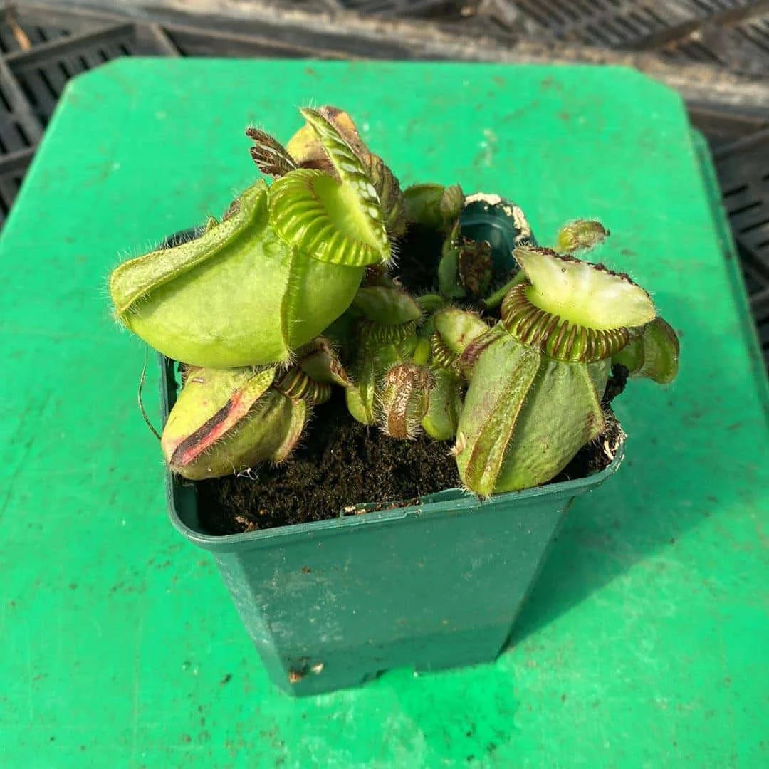 Cephalotus follicularis „German Giant“, H. Weiner original clone 大森食虫植物農園