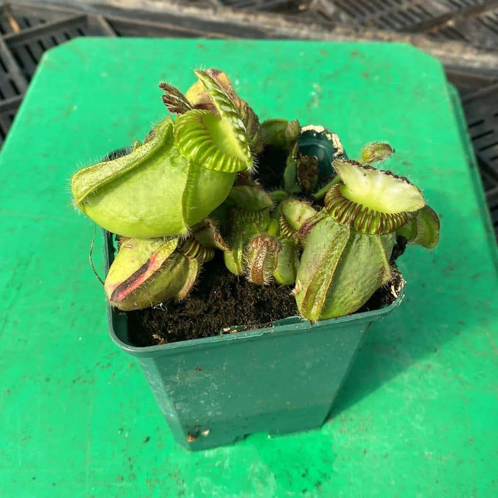 Cephalotus follicularis “German Giant“, H. Weiner original clone 大森食虫植物農園